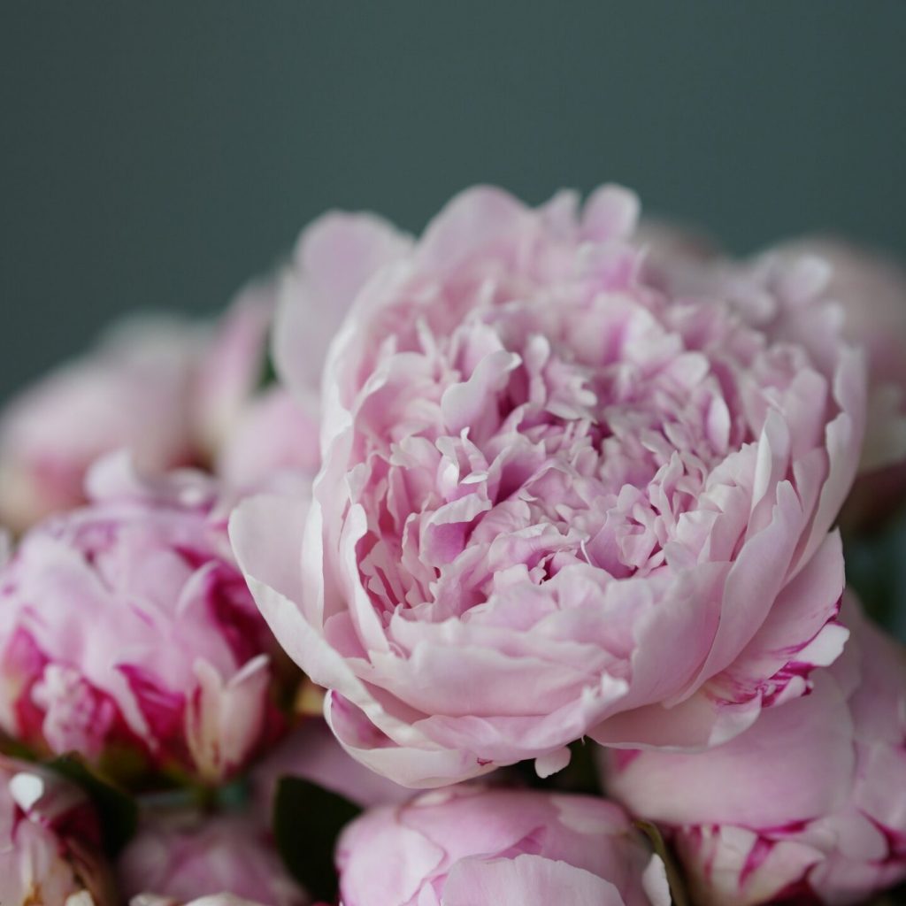 pexels-алекке-блажин-8366179